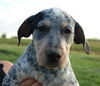 Puppy - Loretta (setter mix)