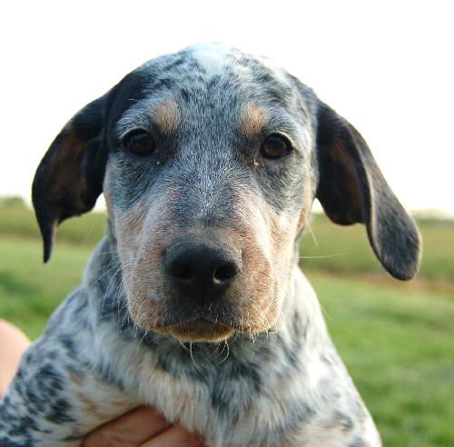 Puppy - Loretta (setter mix)