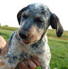 Puppy - Loretta (setter mix)