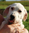 Puppy - Tammy (setter mix)