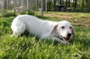 Puppy - Tammy (setter mix)