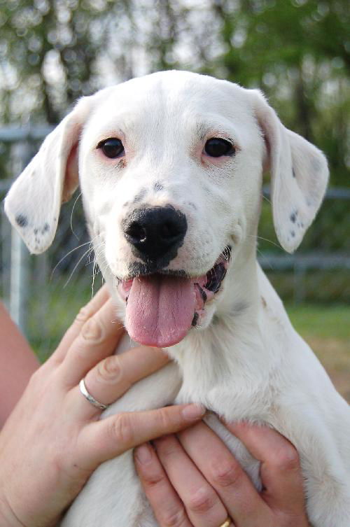 Puppy - Tammy (setter mix)