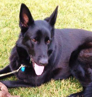 Blitz 1 (black W.Waifs dog)