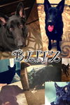 Blitz 1 (black W.Waifs dog)