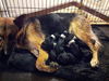 PUPPIES (Elle's) 6 purebred males