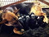 PUPPIES (Elle's) 6 purebred males