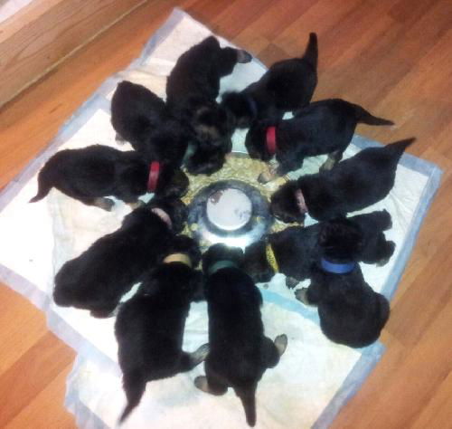 PUPPIES (Elle's) 6 purebred males