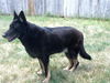 Sierra (10-13) (Courtesy List)
