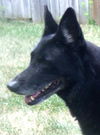Sierra (10-13) (Courtesy List)