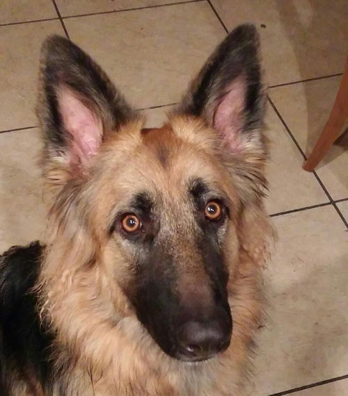 Sasha (Elle pup 7-13)