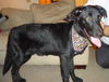 Blackie (3.14)