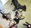 Blackie (3.14)