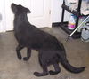 Blackie (3.14)