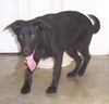 Blackie (3.14)
