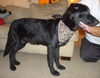 Blackie (3.14)