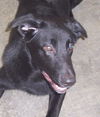 Blackie (3.14)
