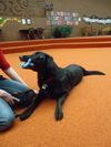 Blackie (3.14)