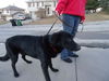 Blackie (3.14)