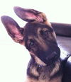 Rudy (1.14)