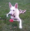 Sarge (8.14)