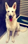 Snowball  (6.14)
