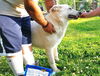 Snowball  (6.14)