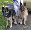 Max & Heidi - BONDED PAIR (6.14)
