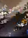 Skipper