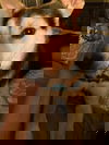 Skipper