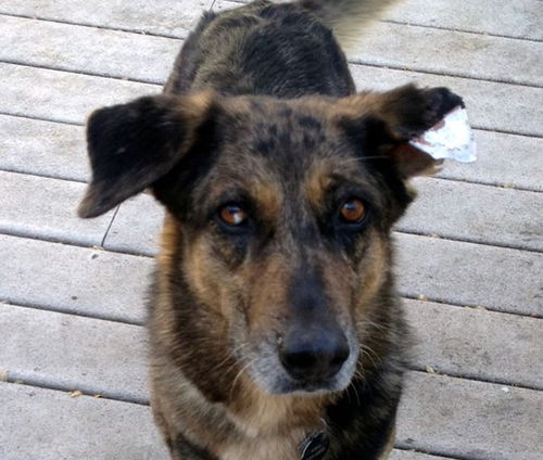 Sookie (10-14)