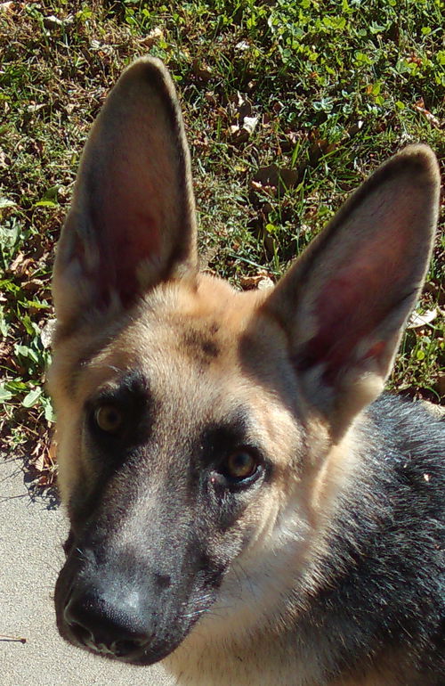 Sassy (A 11.2014)