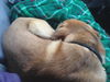 Renny