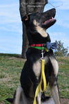 Rocky (1.15)