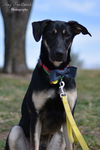 Rocky (1.15)