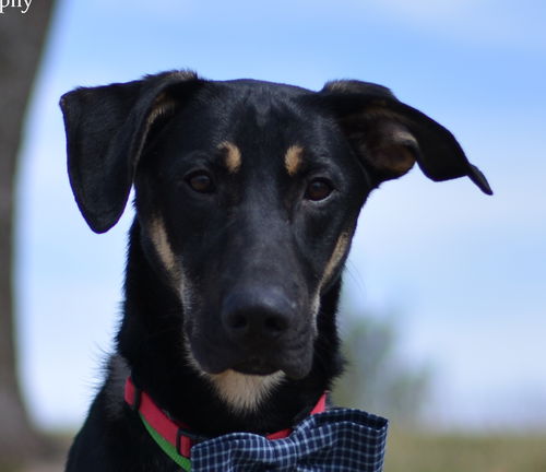 Rocky (1.15)