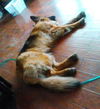 Shelby (i9.15)