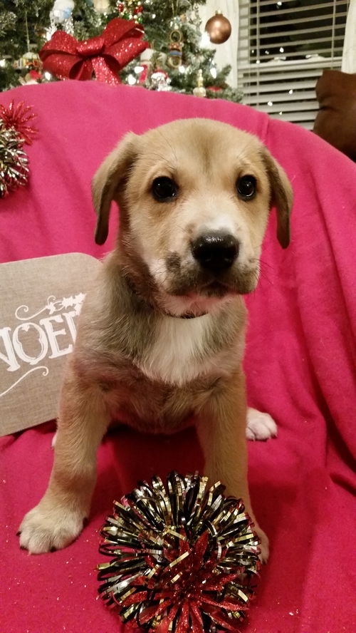 Reed (puppy - Goldie)