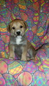 Reed (puppy - Goldie)