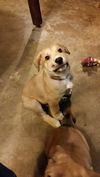 Reed (puppy - Goldie)