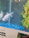 adoptable Fish in pueblo, CO named MOBY DICK