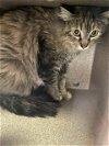 adoptable Cat in pueblo, CO named LACEY IN THE BARN