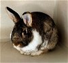 adoptable Rabbit in pueblo, co, CO named THUMPER