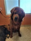 adoptable Dog in pueblo, CO named ARES