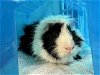 adoptable Guinea Pig in pueblo, CO named OREO