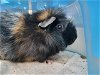 adoptable Guinea Pig in pueblo, CO named COCO