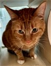adoptable Cat in pueblo, co, CO named TOBBIE
