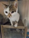 adoptable Cat in pueblo, CO named LEON