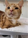adoptable Cat in pueblo, co, CO named TURNIP