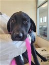 adoptable Dog in , CO named MARISOL
