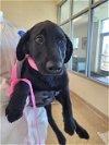 adoptable Dog in pueblo, CO named BONES